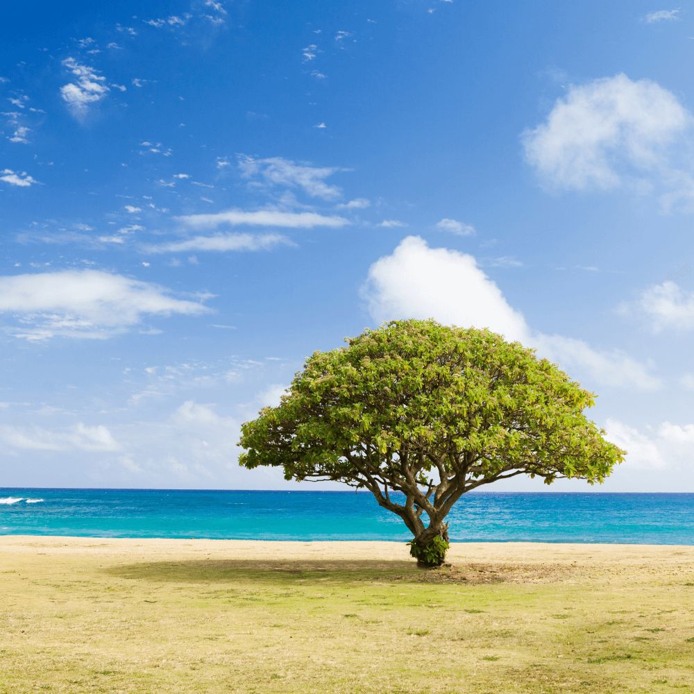 A tree in the middle of an open field in front of a clear sky and large body of water.